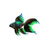 Teal Fire Veiltail