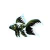 White Fire Veiltail