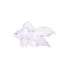 White Glowing Veiltail