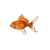 Orange Red Goldfish