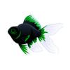 Green Moors Goldfish