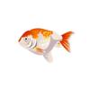 Lionhead Goldfish
