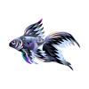 Midnight Blue Veiltail