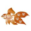 Orange Love Veiltail