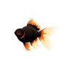 Orange and Black Moor