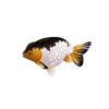 Panda Ranchu