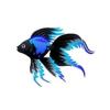 Aqua Patch Veiltail