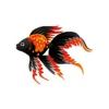Carrot Patch Veiltail