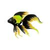 Golden Patch Veiltail