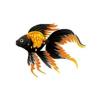 Orange Patch Veiltail