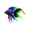 Patch Veiltails