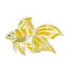 Premium Golden Gilliam Veiltail