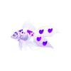 Purple Heart Veiltail