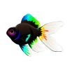 Rainbow Moors Goldfish