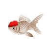 Red Cap Oranda