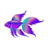 Spectrum Veiltail