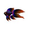 Orange Superveiltail