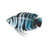 Aqua Dwarf Gourami