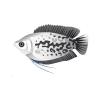 Greyscale Gourami