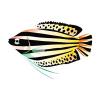 Rainbow Tint Gourami