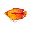 Sun Kissed Gourami