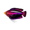 Vibrant Stripe Gourami
