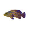 Navy Lined Grouper