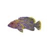 Yellow Lined Grouper