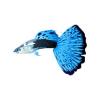 Aqua Vegas Guppy