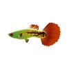 Autumn Guppy