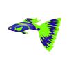 Earth Guppy