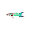 Aqua Arrowtail Endler Guppy