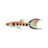 Beaded Endler Guppy