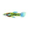 Blue and Green Endler Guppy