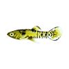 Golden Arrow Endler Guppy
