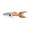 Orange Arrowtail Endler Guppy