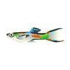 Picasso Endler Guppy