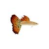Fancy Guppy 1