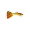 Fancy Guppy 4