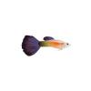 Fancy Guppy 6