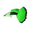 Green Vegas Guppy