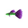 Green and Purple Guppy