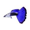 Indigo Vegas Guppy