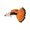 Orange Vegas Guppy