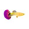 Pink Tail Guppy