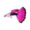 Pink Vegas Guppy