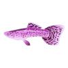 Pretty Pink Guppy