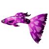 Purple Heart Guppy