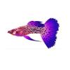 Purple Leopard Guppy
