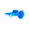 Blue Rainbow Guppy